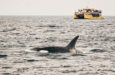 A large black orca whale in the English Bay, near downtown Vancouver