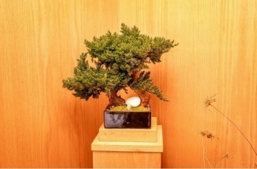 A tree installation inside the Michelin-starred Shota Omakase.