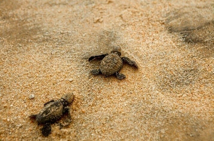 Close-up shot of baby turtles on the beach, moving towards the Pacific Ocean.