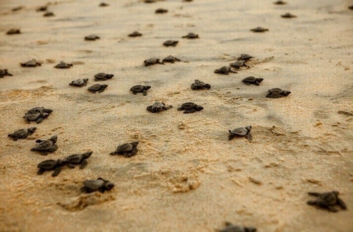 Many recently released baby turtles on a beach moving towards the Pacific Ocean.