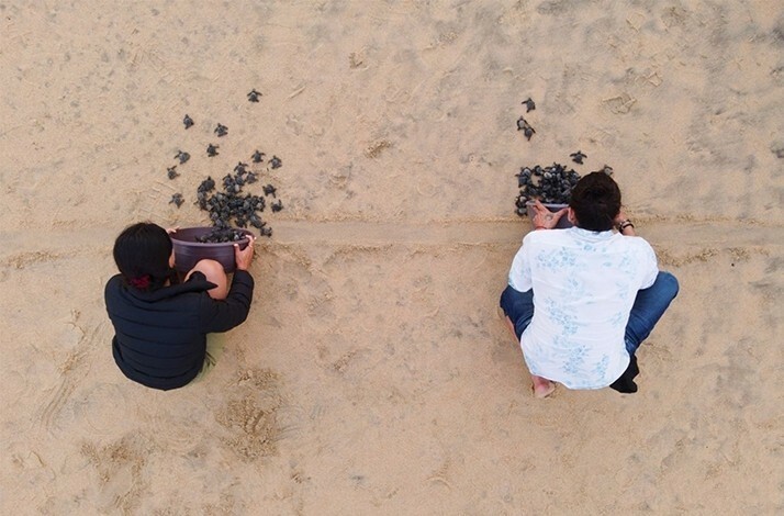 Close-up shot of baby turtles on the beach, moving towards the Pacific Ocean.
