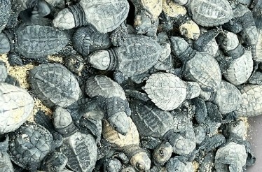 Baby turtles in the sand during the turtle release in Baja