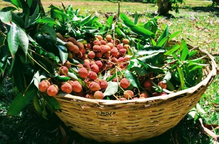 Freshly picked lychees from Takamaka Boutique Winery.