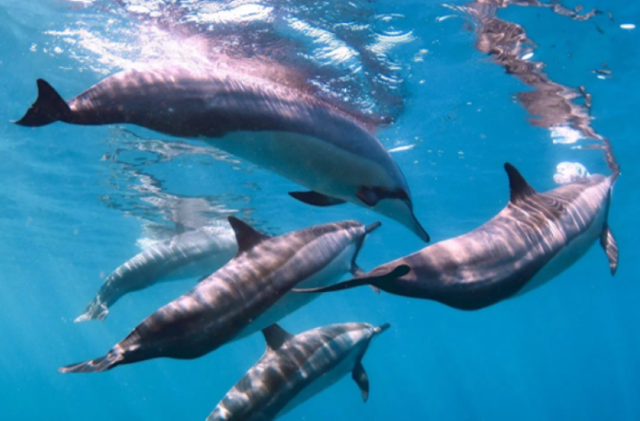 Dolphins swimming in the clear waters of  Mauritius 