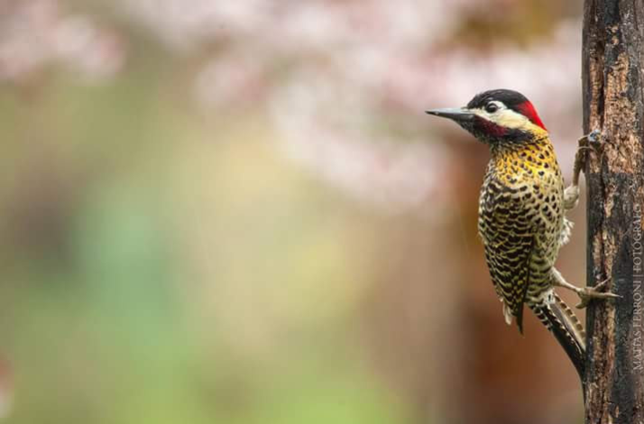Woodpecker clings to a tree trunk, showing its colorful plumage against a soft background.
