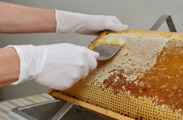 Gloved person scraping honey from a honeycomb.