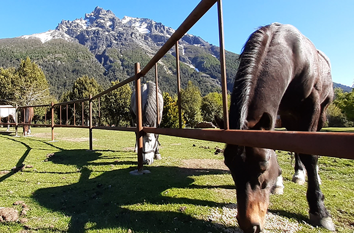 Grazing horses under open sky and sunlight, highlighting the peaceful pace of life in the forest environment.