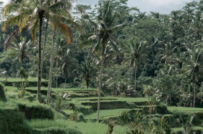 Lush green palm trees overlooking the Jatiluwih Rice Terraces, Bali.