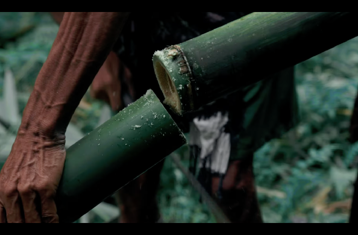 A Balinese local cutting fresh bamboo to create traditional cooking tubes in the forests of Ubud, Bali, Indonesia.