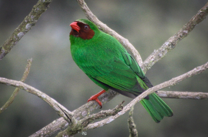 Bright green bird perched on a branch in the forest.