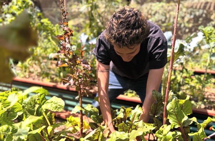 A person tending to leafy green vegetables in a sunlit garden bed.