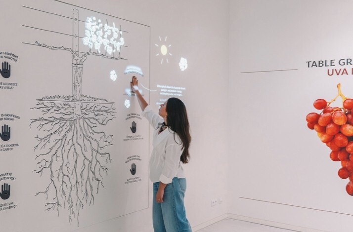 Woman engaging with a lit touch-screen vine anatomy exhibit, illustrating root systems and grape-growing facts in a museum gallery.
