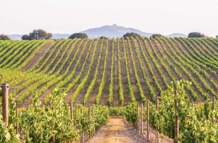 The Quinta do Vale Meão winery site during daylight.