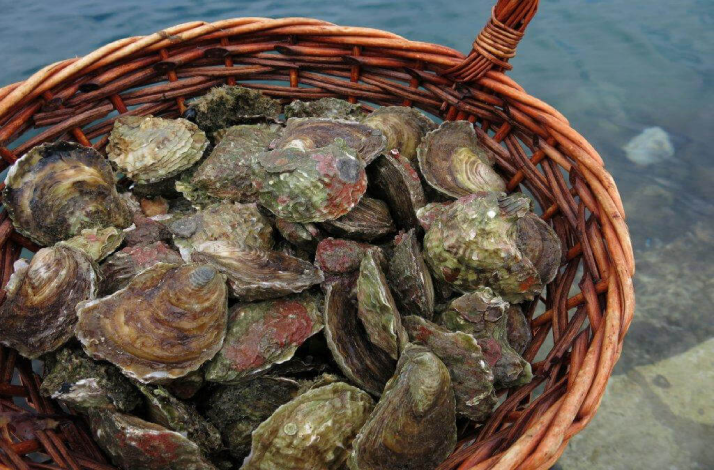 Taste oysters and mussels fresh from the sea on Peljesac