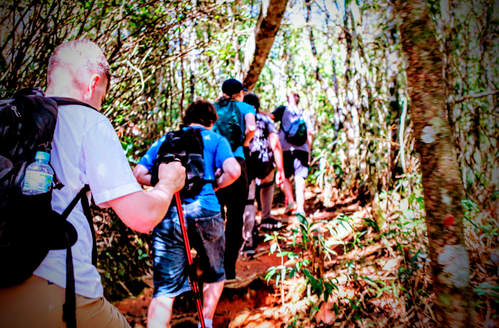Guided rainforest hike through the Atlantic Forest in Rio de Janeiro.