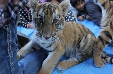 Greater Wynnewood Exotic Animal Park: Wynnewood, Oklahoma