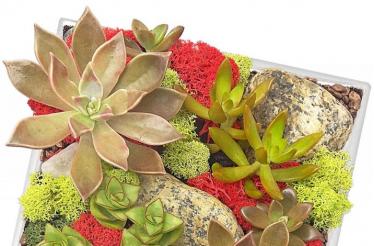 Pop-Up Terrarium Workshop: New York, New York