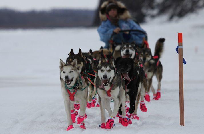 Overnight Alaskan Dogsled Expedition with an Iditarod Legend: In Anchorage, Alaska (1)