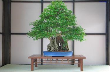 Private Bonsai Class with NYC's Premier Professional Bonsai Artist: New York, New York