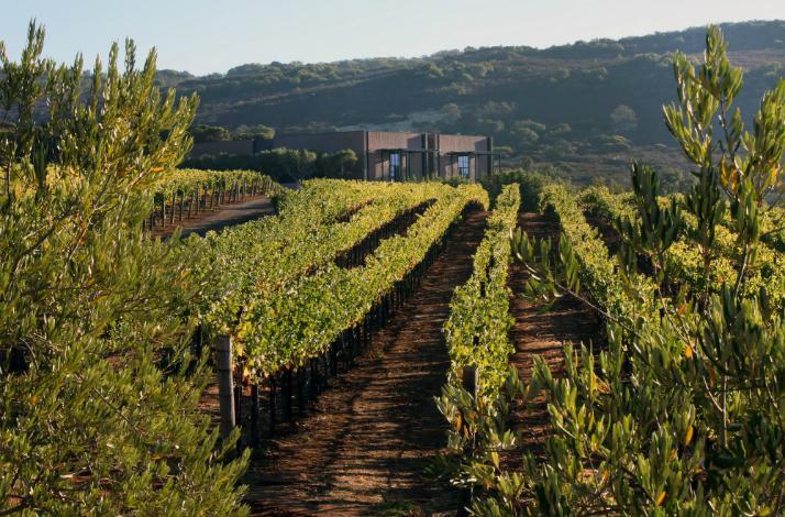 Napa Valley Wine Tasting and Lunch with the Legendary Mondavi Family: In Saint Helena, California (1)