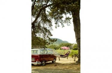 Collaborate with a Master Restoration Expert to Create Your Own VW Bus Design