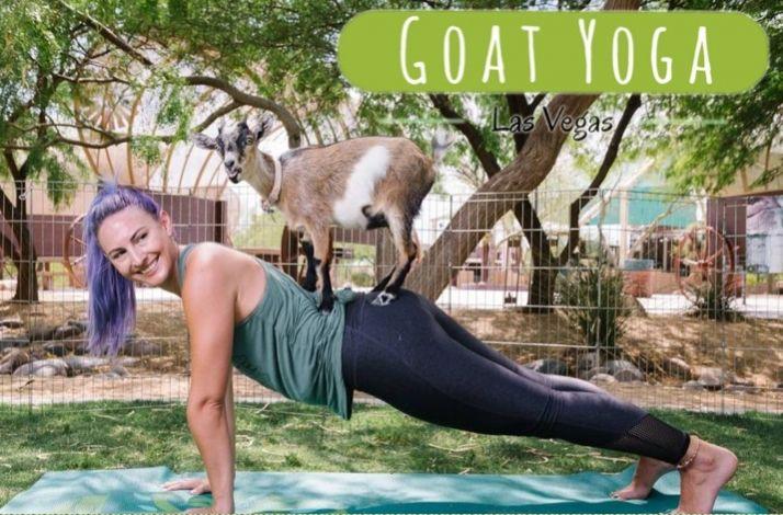 Join the Founders of Goat Yoga Las Vegas for a Private Feeding and Yoga Session with Baby Goats: In Las Vegas, Nevada Join the Founders of Goat Yoga Las Vegas for a Private Feeding and Yoga Session with Baby Goats: In Las Vegas, Nevada (1)