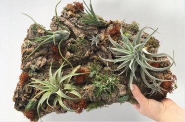 Create a Vertical Garden: Chicago, Illinois