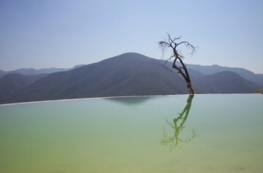 Visit the Famous Tule Tree and Learn Every Part of the Mezcal Making Process: Oaxaca, Mexico