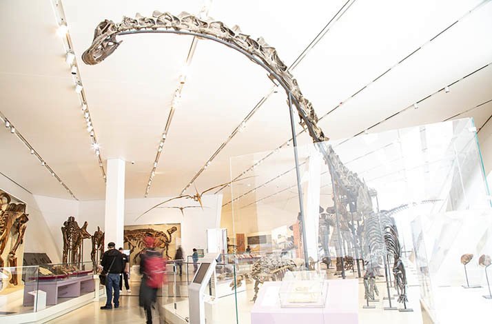 Towering dinosaur skeleton exhibited in ROM.