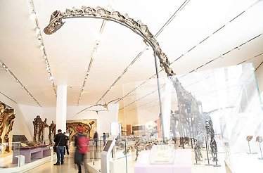 Towering dinosaur skeleton exhibited in ROM.