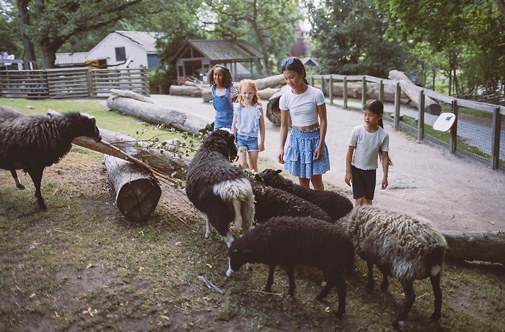 A group of kids at children's zoo at Skansen Museum