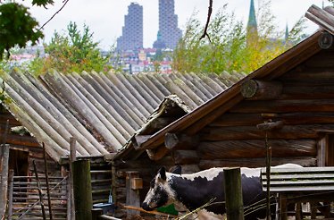 A mountain cow in the famous open-air museum Skansen