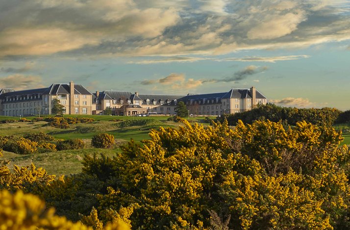 Yellow gorse bushes blooming in the foreground of the coastal Fairmont St Andrews resort and golf course in Scotland.