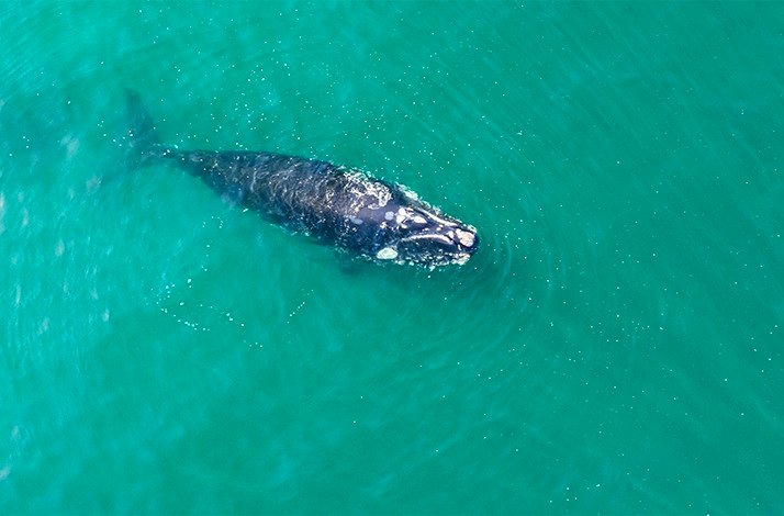 Top view of a whale approaching the ocean surface.