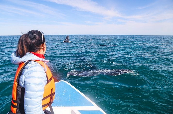 A person with a life-vest on a boat, looking at whales near by on a whale-watching expedition.