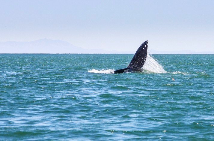 Photo of a whale sticking a fin out of the water taken during a whale-watching expedition.