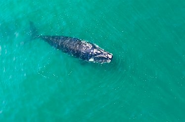 Top view of a whale approaching the ocean surface.