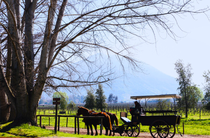 A horse carriage next to a large tree in a beatiful green field at Viu Manent Winery.