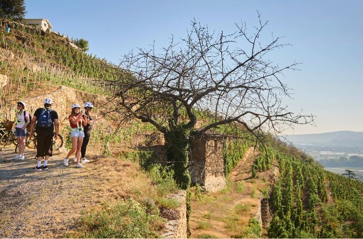 A group of cyclists made a stop near the vineyards on a sunny day.