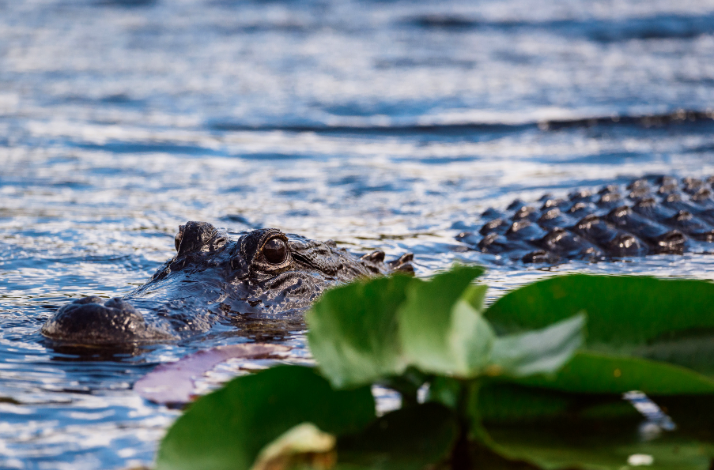 An alligator swimming in the river lagoon at Everglades.