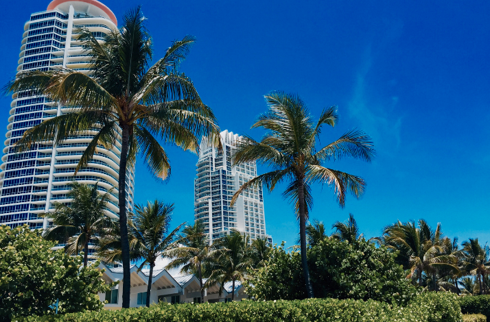 Palm trees in Miami during the tour of the Everglades and Miami by Wide Angle Tours.