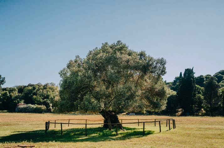 Famous and ancient olive tree located on the Brijuni Islands in Croatia.
