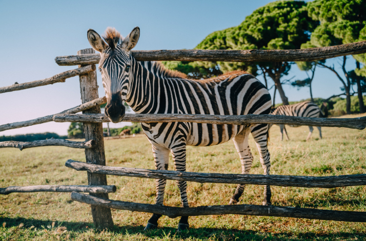 A zebra looks over a fence in Brijuni National Park.