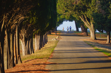 Cyclists ride along a tree-lined road in Brijuni National Park.
