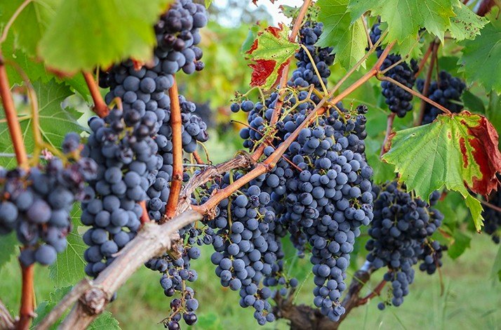 Lush grape clusters maturing on the vine, ready to create a bold and flavorful vintage