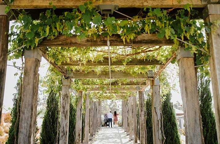 Stroll through the vine-covered rustic pergola at Piggs Peake Winery