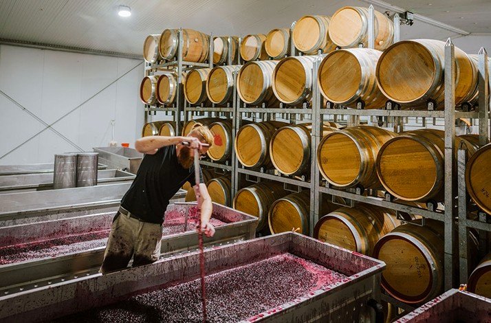 Skilled winemaking in action, surrounded by rows of oak barrels aging to perfection