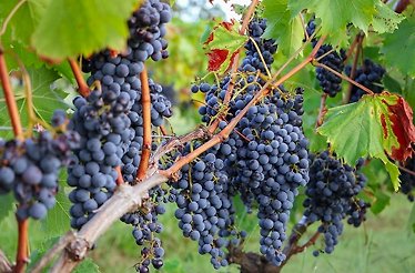 Lush grape clusters maturing on the vine, ready to create a bold and flavorful vintage
