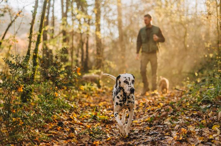 A dalmatian hiking with another dog and with a man