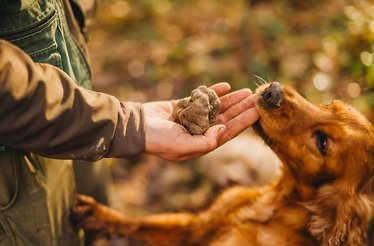 A English Cocker dog smelling something from a hand of a person